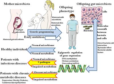 The Microbiological Memory, an Epigenetic Regulator Governing the Balance Between Good Health and Metabolic Disorders